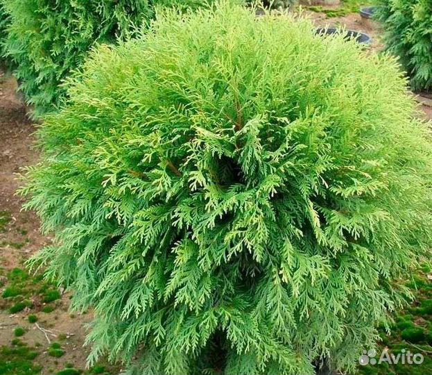 Можевельник туи