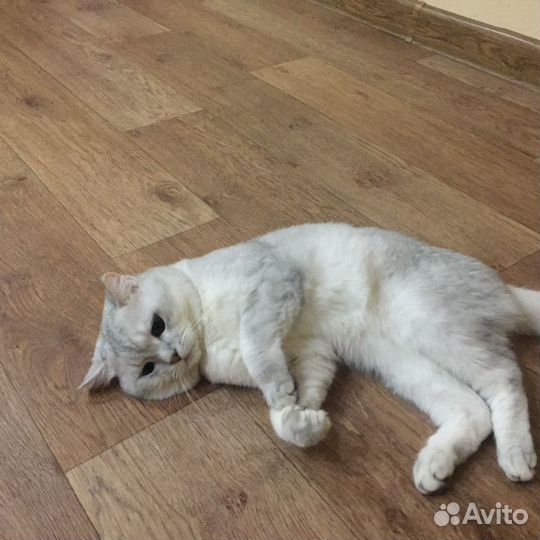 Шотландец вязка