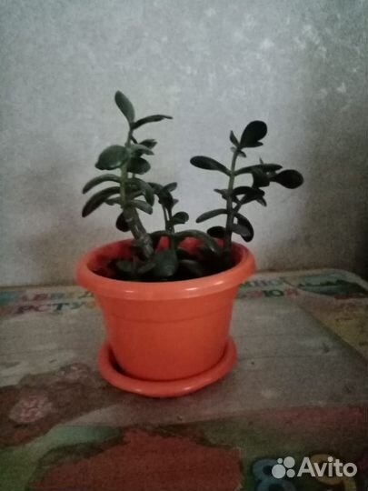 Комнатные растения цветы