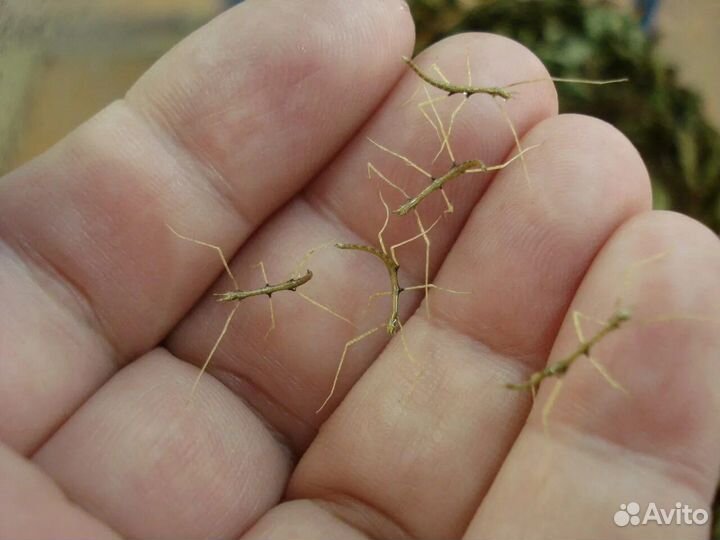 Аннамский палочник