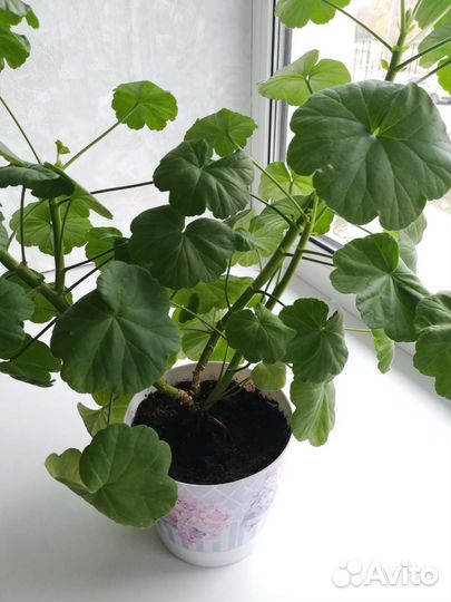 Пеларгония герань