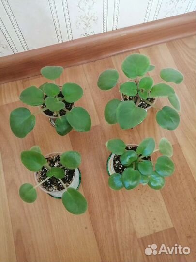 Фиалка А.В.Бандерас