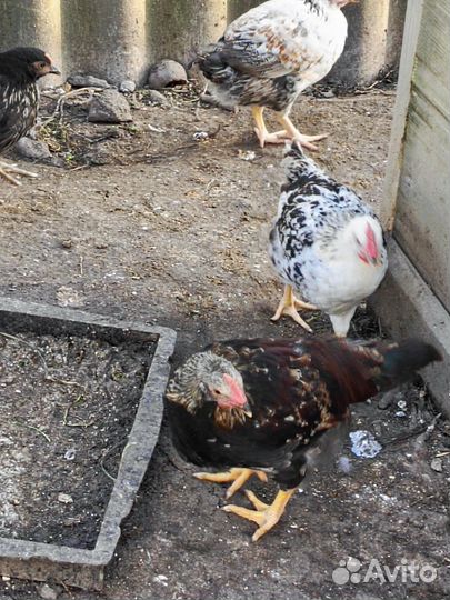 Молоденькие петушки