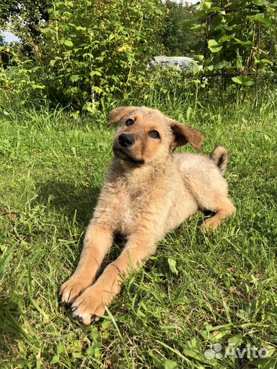 Отдам щенка в хорошие руки