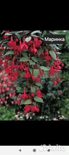 Черенки фуксии