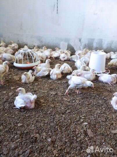 Подрощеный бройлер