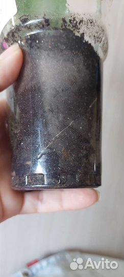 Хойя Obovata splash