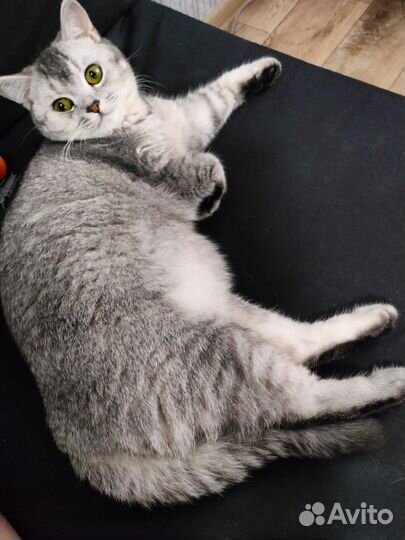 Котята британской шиншиллы серебро