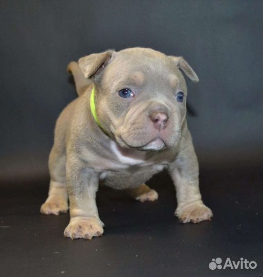 Американский булли