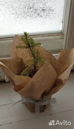 Живая ёлка в горшке