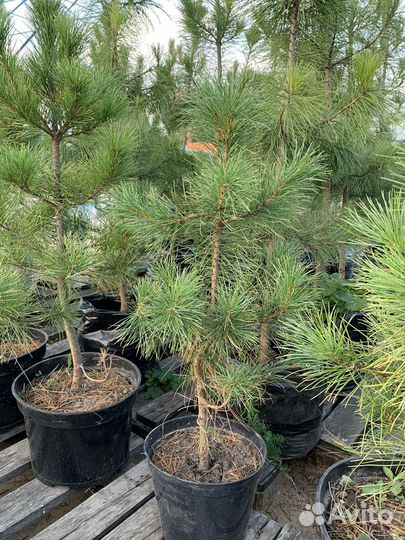 Саженцы сибирского кедра 60-100 см