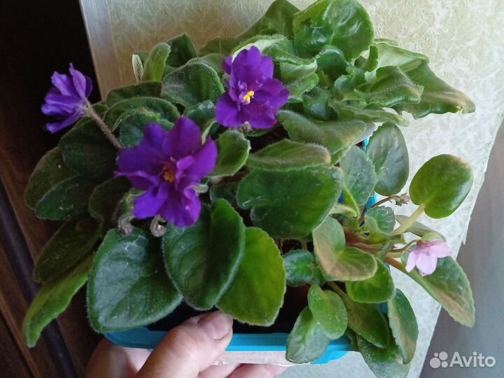 Сенполия. Фиалка