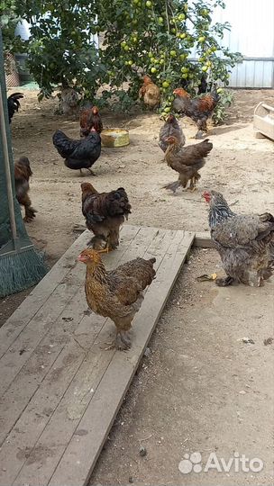 Куры несушки