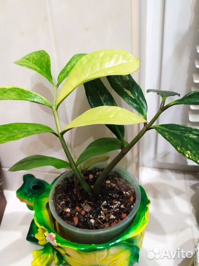 Замиокулькас вариегатный