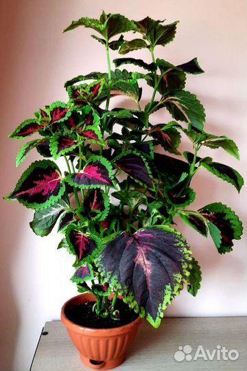 Колеусы большие