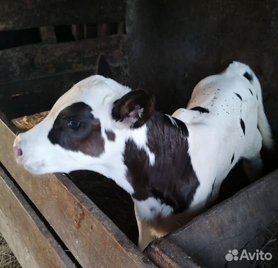 Продам телочку