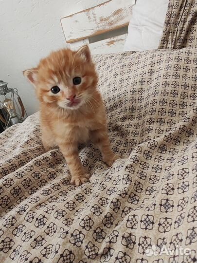 Кошки курильский бобтейл
