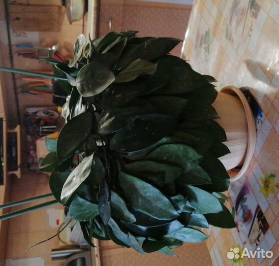 Продаю комнатные цветы