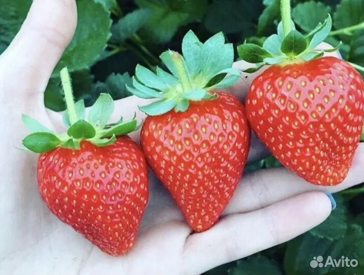 Рассада земляники садовой 