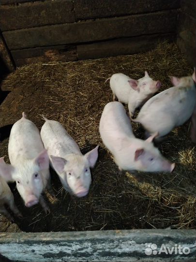 Поросята дюрок + большая белая
