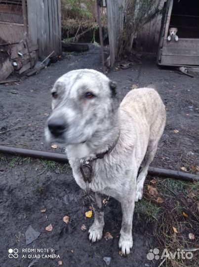 Продам щенка сао девочка