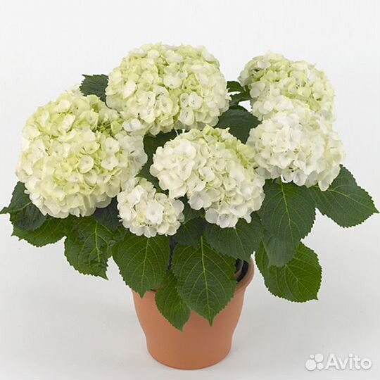 Гортензия крупнолистная саженцы