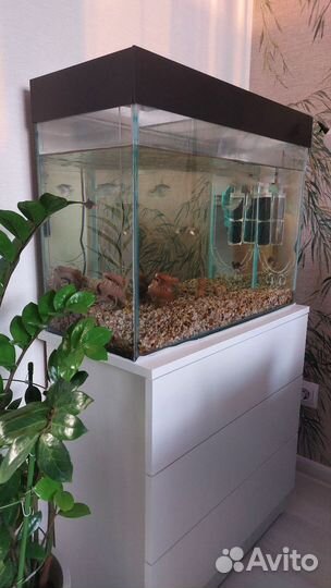 Аквариум с рыбками 70 литров