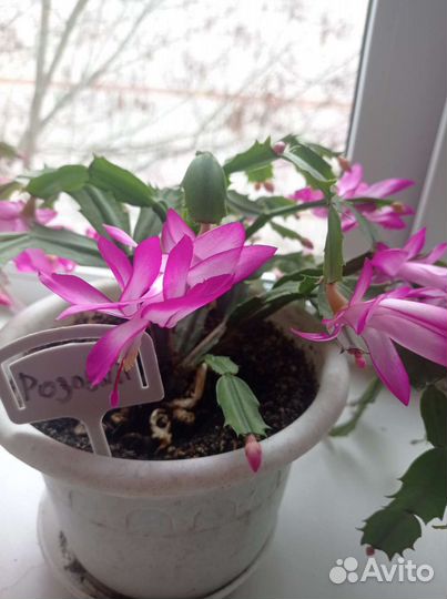 Коллекция сортовых декабристов шлюмбергера