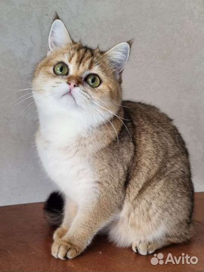 Шотландская в золотом окрасе