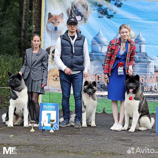 Хендлер. Презентация на выставке. Москва, СПб