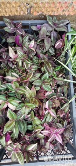 Традесканция опт и розница