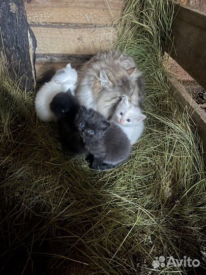 Отдам в дар котята