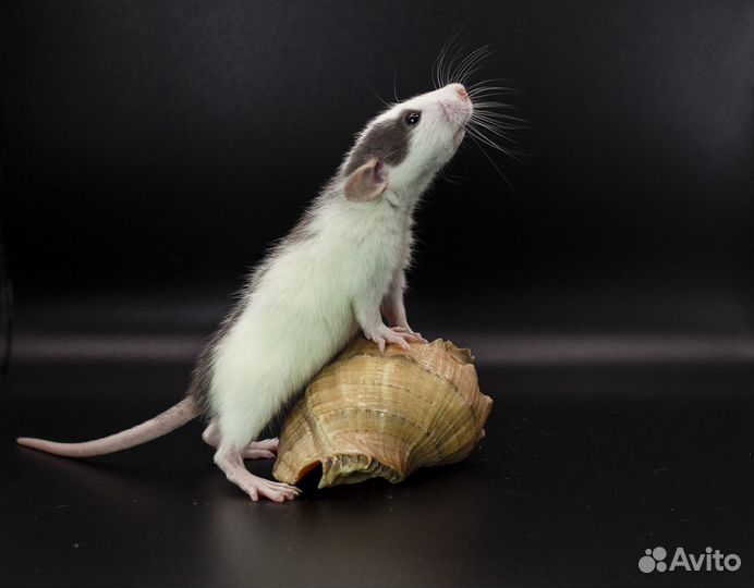 Крыса. Крысята. Дамбо крыса. Питомник