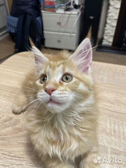 Котята мейн-кун