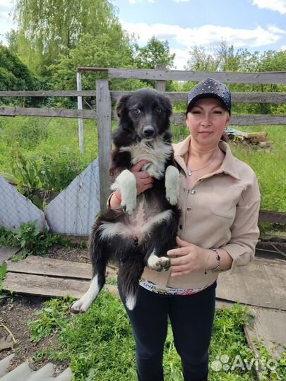 Собака в добрые руки