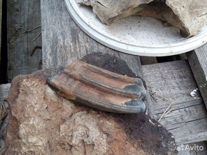 Останки плейстоценовой лошади, зуб и окаменелость