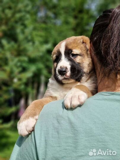 Щенки сао алабай