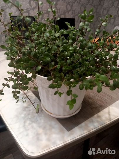 Крассула толстянка