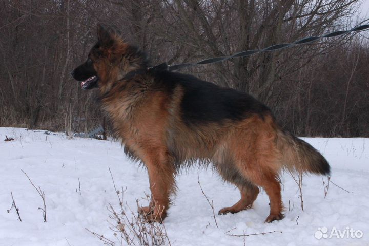 Кобель для вязки