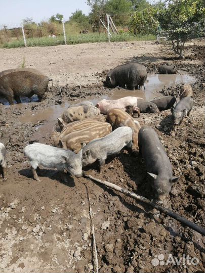 Вьетнамские вислобрюхие поросята