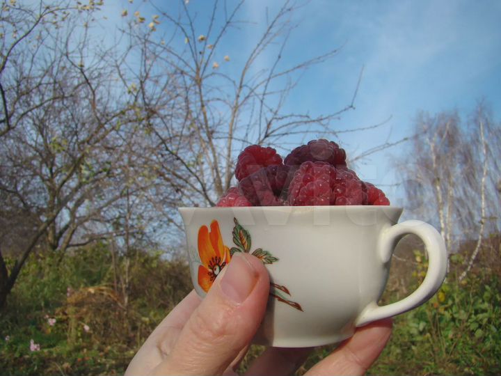 Участок 4,8 сот. (СНТ, ДНП)