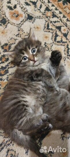 Котята сибирской кошечки
