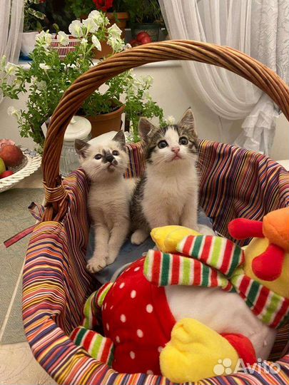 Кошки в добрые руки бесплатно