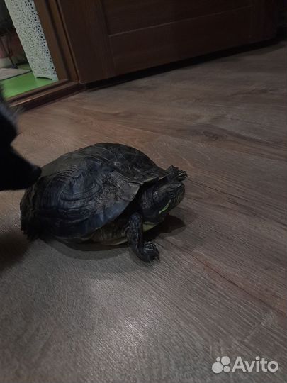 Черепаха водная