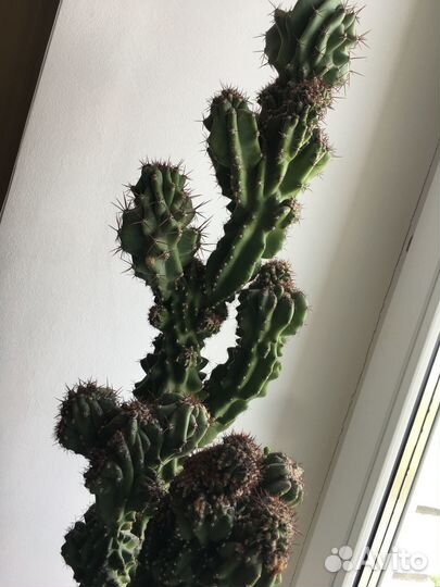 Кактус цереус перуанский, большой