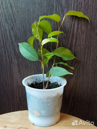 Фикус Бенджамина