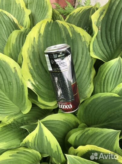 Хоста гигантская