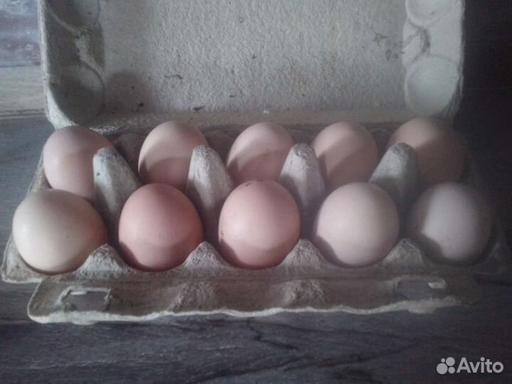 Инкубационное яйцо Кучинская юбилейная