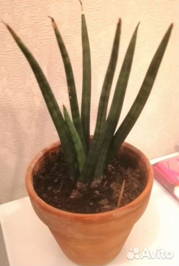 Сансевиерия цилиндрика