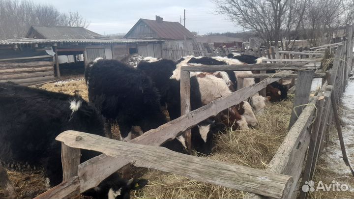 Телята бычки